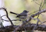 Gray Vireo
