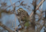 Brewer's Sparrow