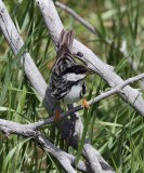 Blackpoll Warbler