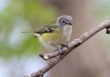 Blue-headed Vireo
