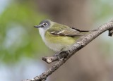Blue-headed Vireo