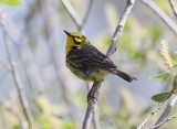 Prairie Warbler