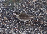 Rose-breasted Grosbeak
