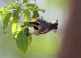 Golden-winged Warbler