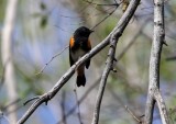 American Redstart