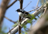 Black-throated Blue Warbler