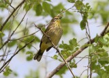 Palm Warbler