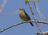 Palm Warbler