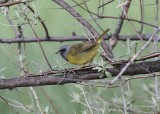 Mourning Warbler