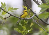Blue-winged Warbler