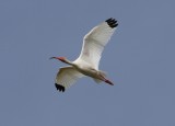 White Ibis
