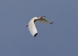 White Ibis