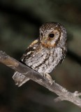 Flammulated Owl