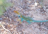 Collared Lizard