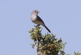 Gray Vireo