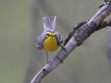 Grace's Warbler
