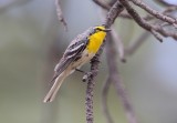 Grace's Warbler