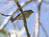 Lucy's Warbler