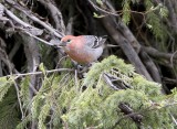 Pine Grosbeak