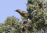 Scott's Oriole