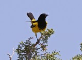 Scott's Oriole