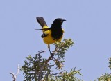 Scotts Oriole