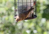 Red Crossbill