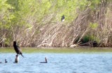 Tricolored Heron