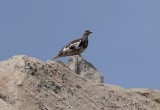 White-tailed Ptarmigan