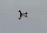 Common Gallinule