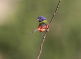 Painted Bunting