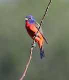 Painted Bunting