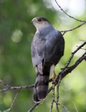 Cooper's Hawk
