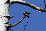 Purple Martin