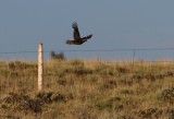 Gunnison Sage-Grouse