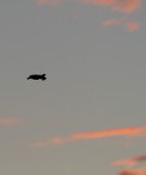 Gunnison Sage-Grouse