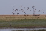 shorebirds
