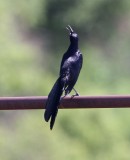 Great-tailed Grackle