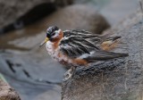 Red Phalarope