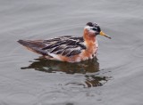 Red Phalarope
