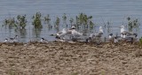 Caspian, Forsters and Black Terns