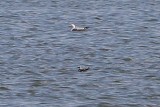 Little Gull