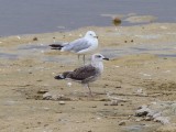 Lesser Black-backed Gull