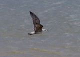 Lesser Black-backed Gull