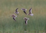 Short-billed Dowitchers, Stilt Sandpiper, Lesser Yellowlegs