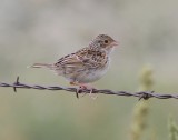 Grasshopper Sparrow