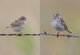 Grasshopper and Baird's Sparrows