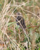 Baird's Sparrow