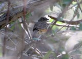 Eastern Towhee