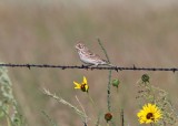 Vesper Sparrow